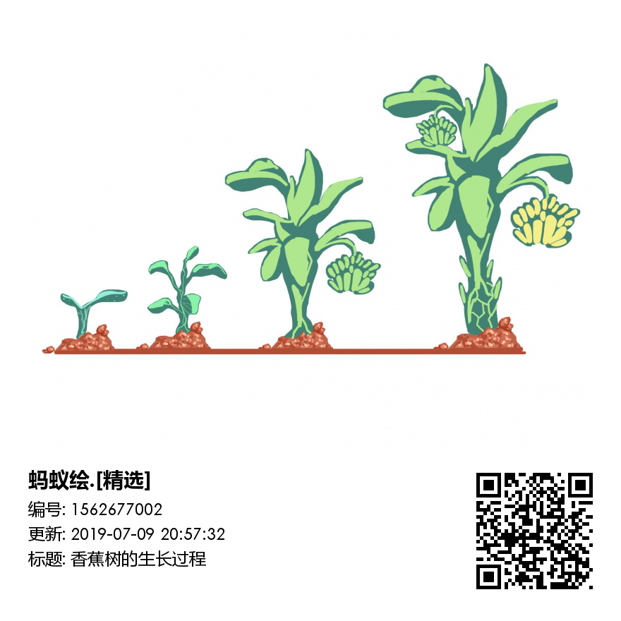 香蕉树的生长过程